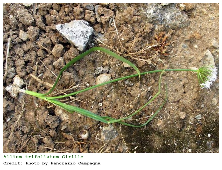 Allium trifoliatum Cirillo
